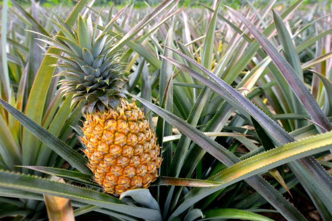 How to Grow a Pineapple Top Gardeners Grail