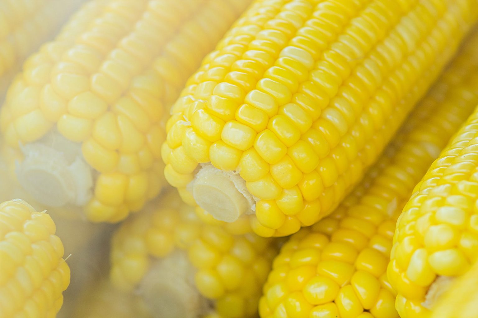 how-to-grow-sweet-corn-from-seed-gardeners-grail