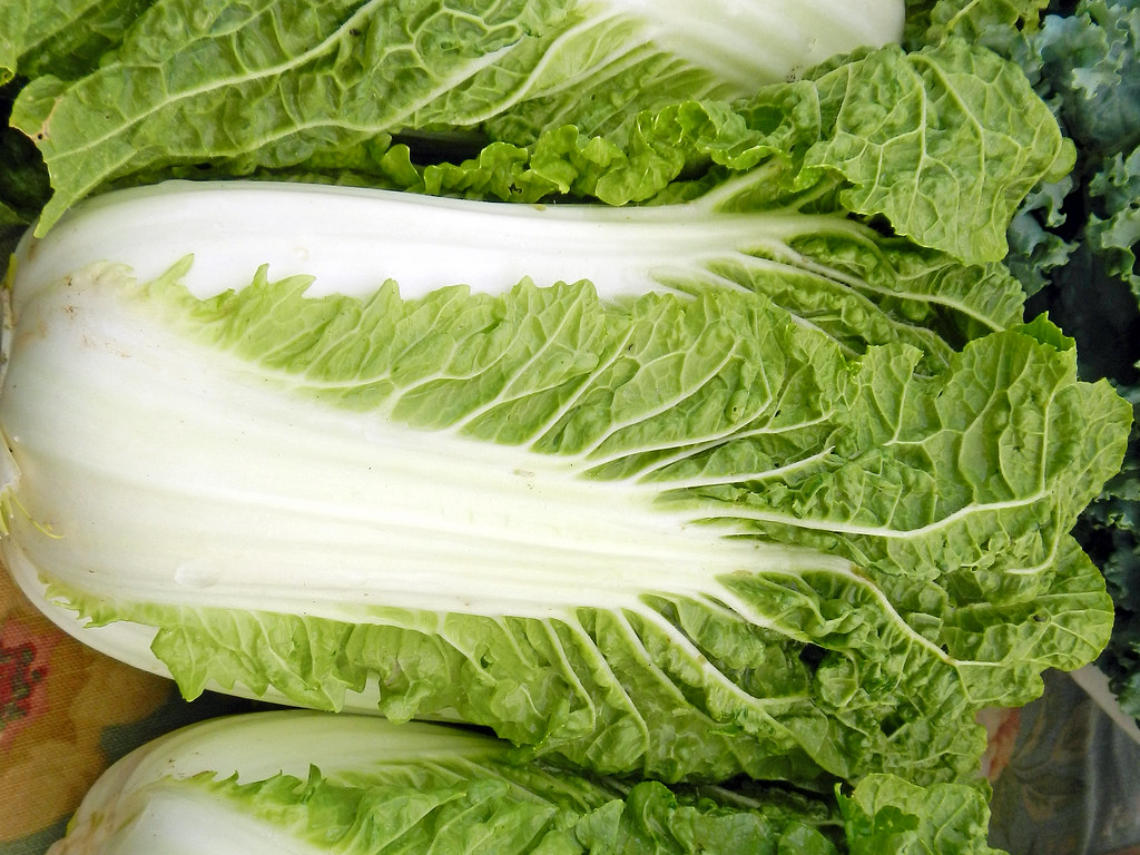 How To Grow & Harvest Chinese Cabbage - Gardeners Grail