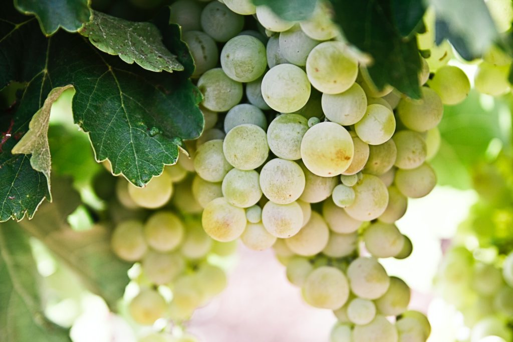 Amazing Benefits of Ruby Roman Grapes Especially For Health Gardeners Grail