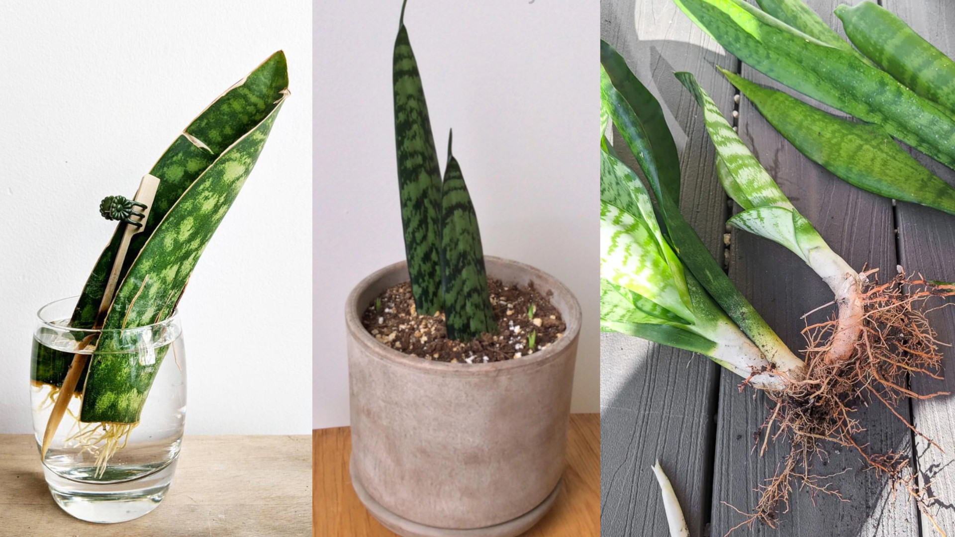 3 Ways to Propagate Sansevieria Snake Plant (Tried & Tested ...