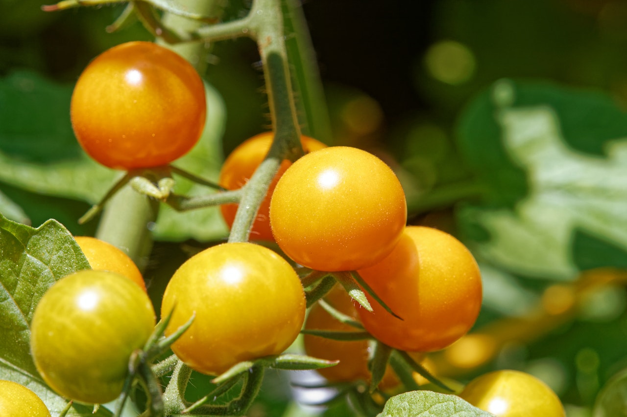 tomato-plant-seeds-where-to-buy-how-to-plant-them-2023