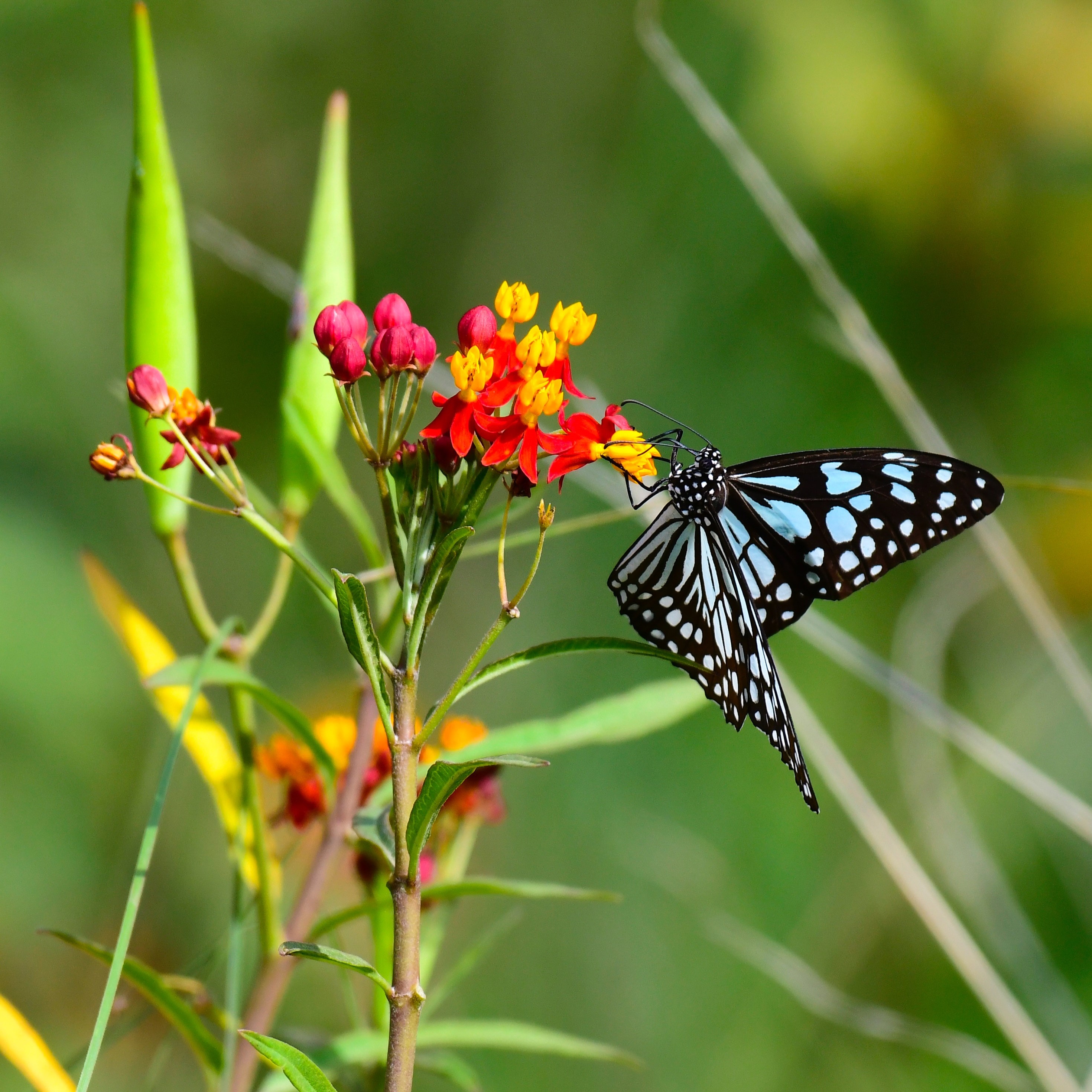 Milkweed Plant Seeds Where to Buy & How to Plant Them Gardeners Grail