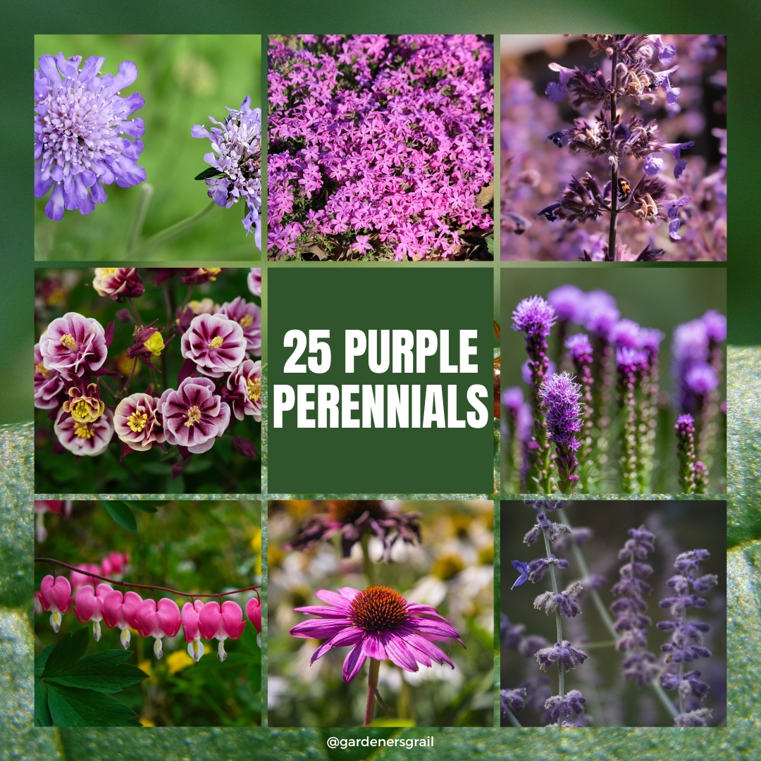25 Beautiful Purple Perennial Flowers - Gardeners Grail